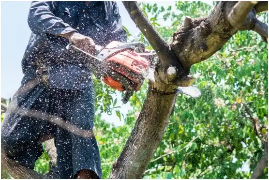 tree services Dewey